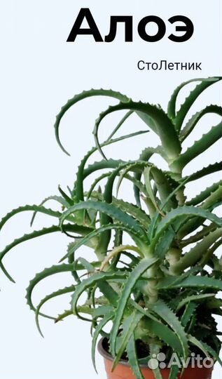 Алоэ столетник