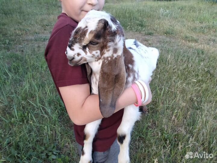 Нубийские козлята