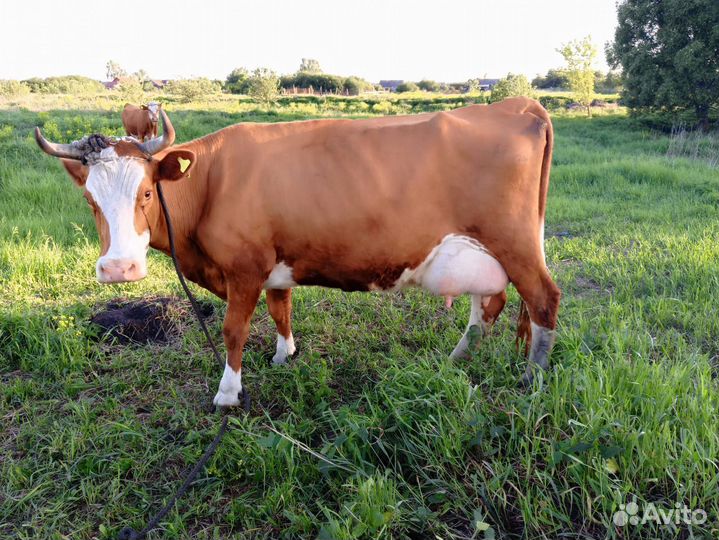 Корова дойная