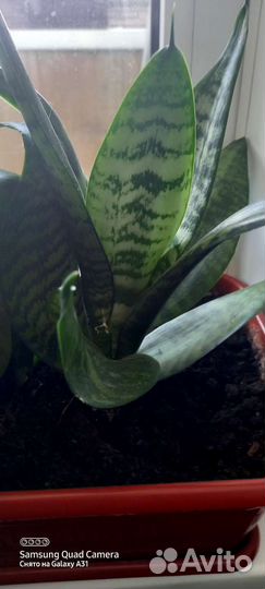 Сансевиерия