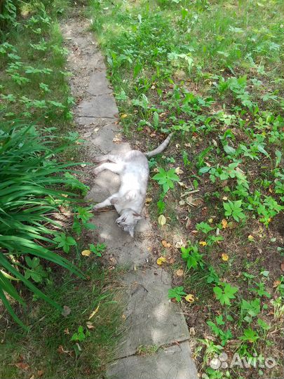 Кошечка, 6 месяцев, к лотку приучена и ласковая