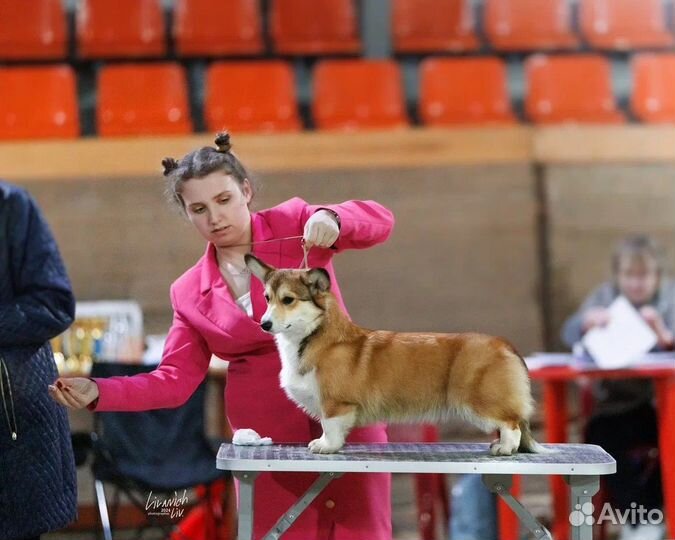 Профессиональный хендлер