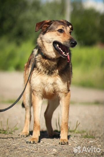 Красотка Тесса