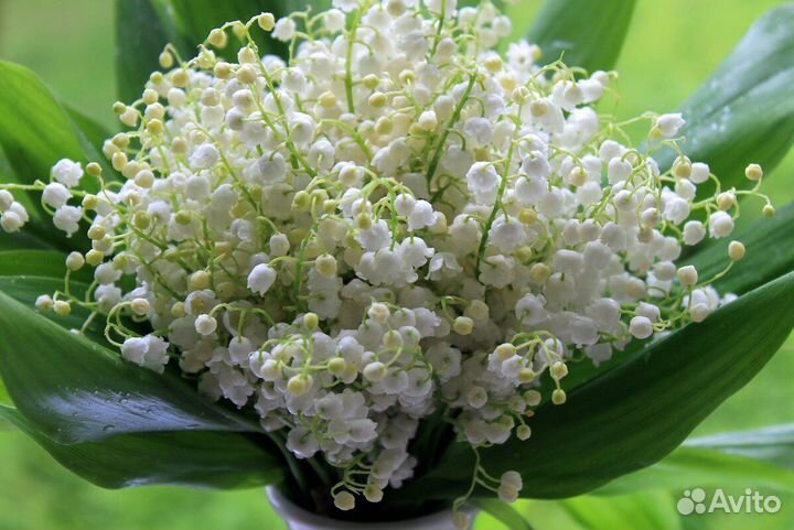 Ландыши букет