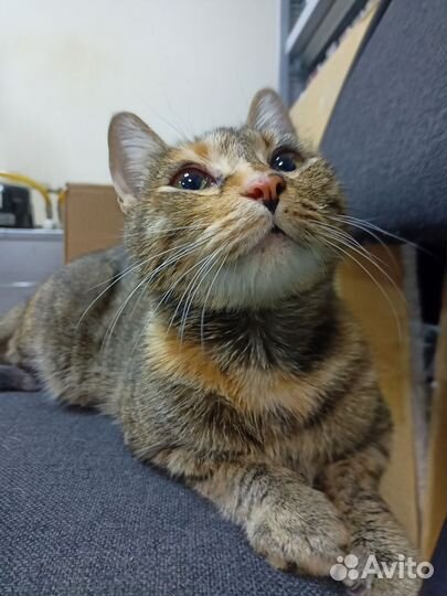 Кошка в добрые руки