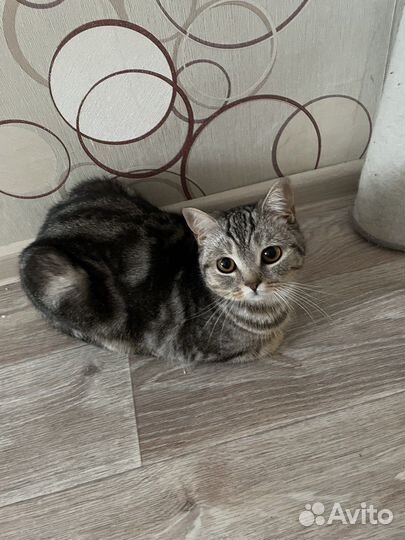 Шотландская