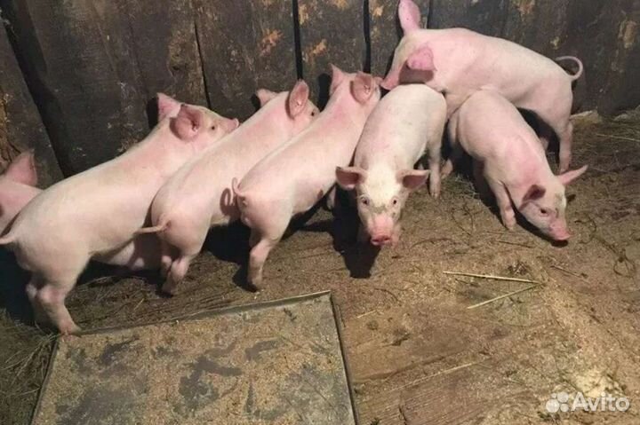 Поросята ландрас дюрок