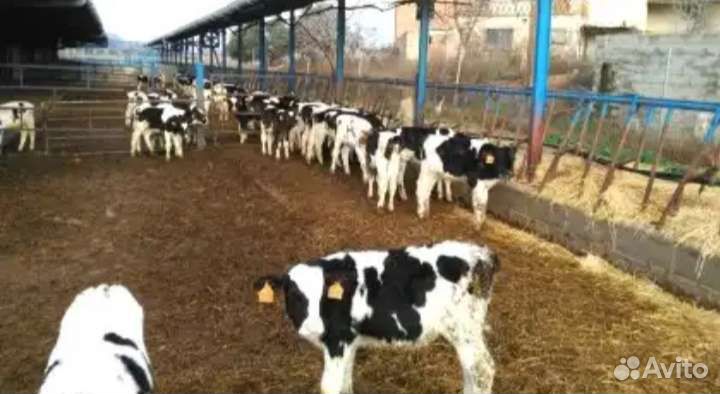 Бычки телята скороспелые
