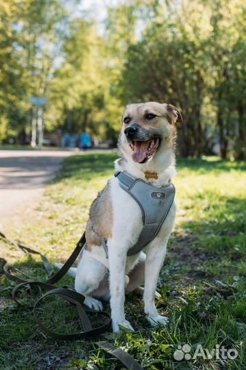 Медвежонок Барни в добрые руки
