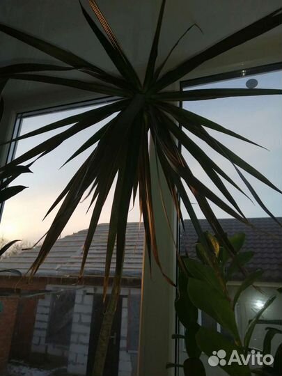 Комнатные цветы