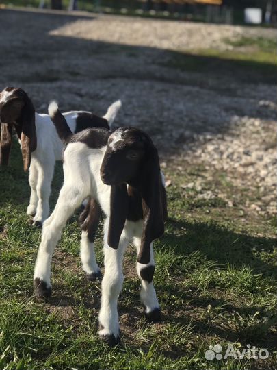 Козлята камори