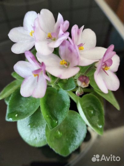 Пиперомия, фиалка