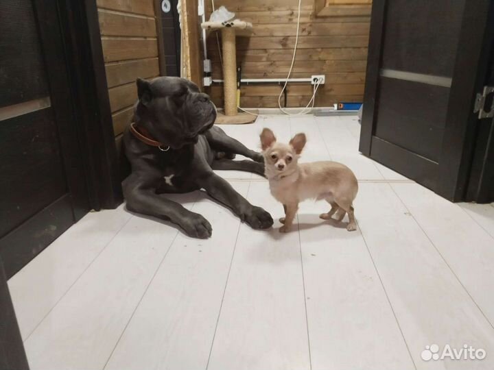 Чихуахуа мини