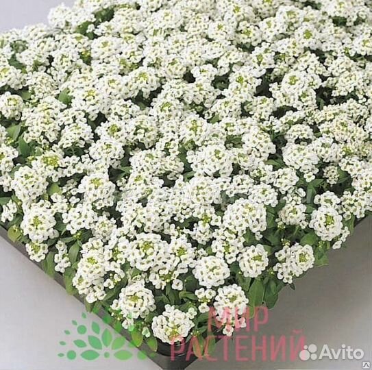 Однолетние растения - саженцы