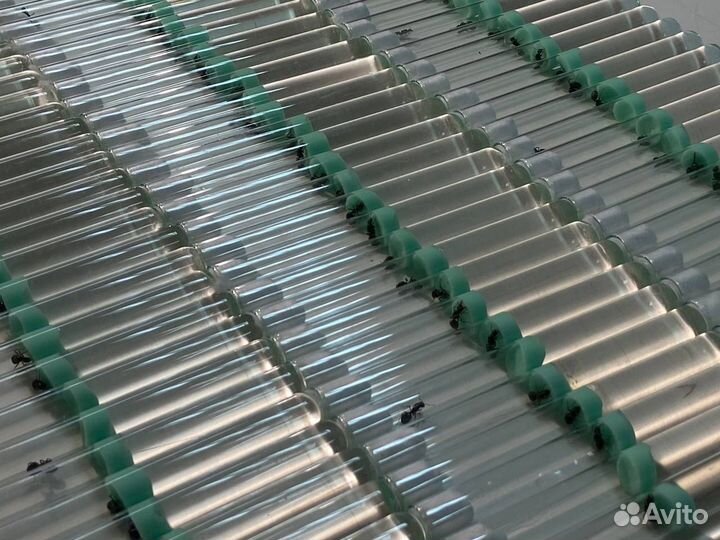 Матка жнецов оптом / Messor structor