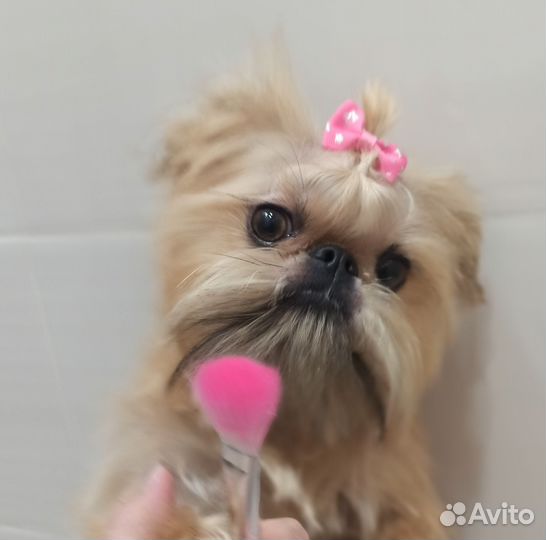 Передержка маленьких собачек, грызуны, попугаи