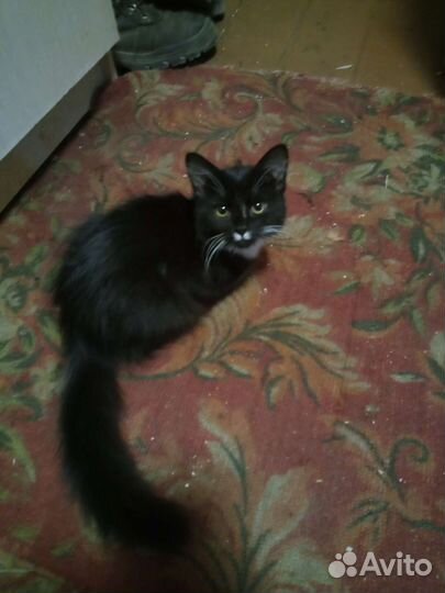 Сибирская кошка