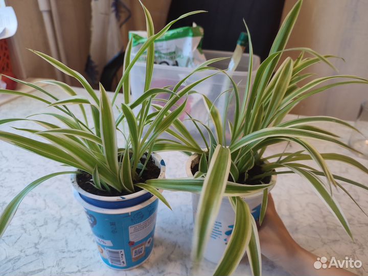 Хлорофитум