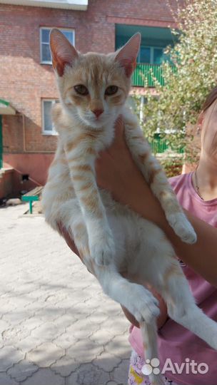 Кошки в добрые руки бесплатно