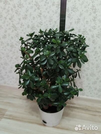 Денежное дерево толстянка крассула