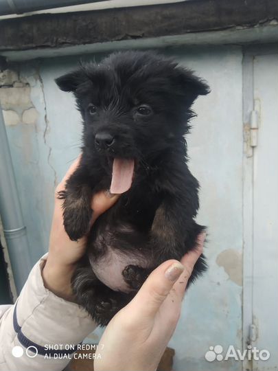 Щенкам нужен дом