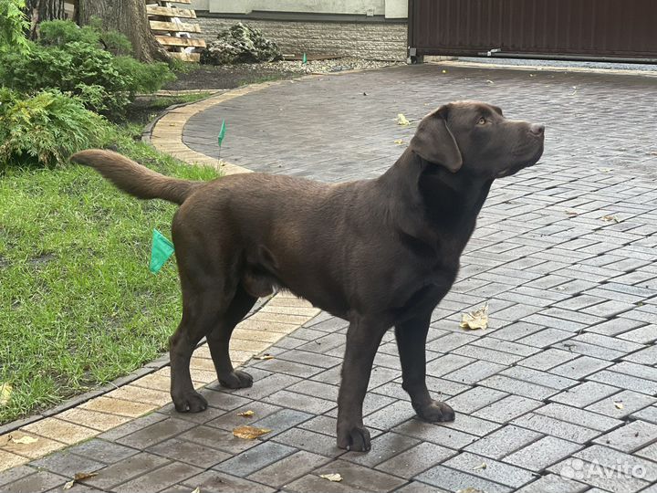 Вязка собак