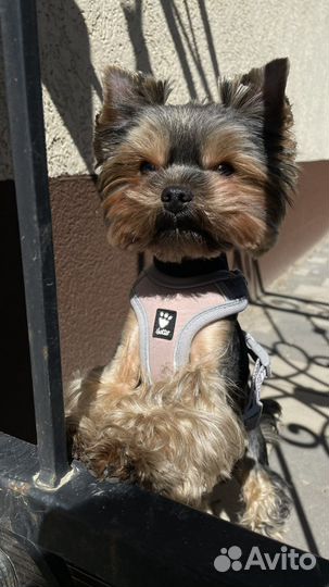 Йоркширский терьер мини беби фейс вязка