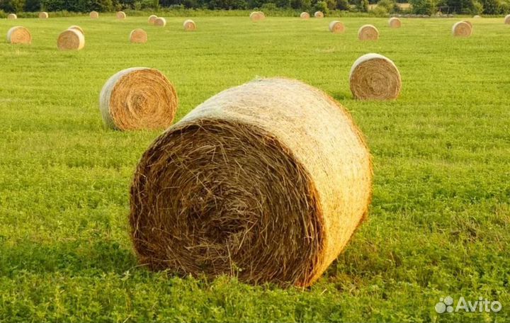 Сено в тюках