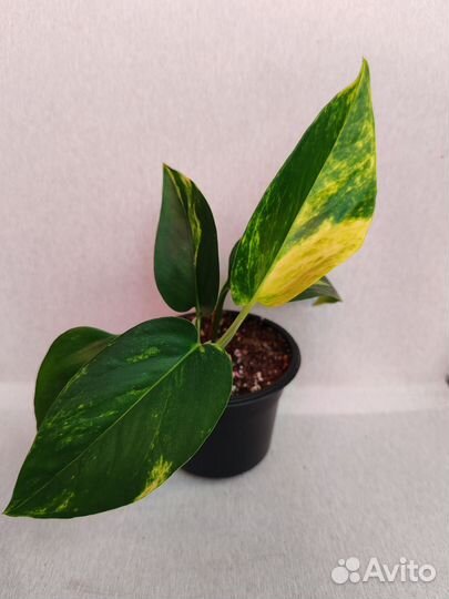 Сциндапсус