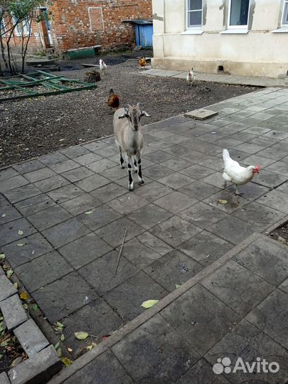 Продам козлят