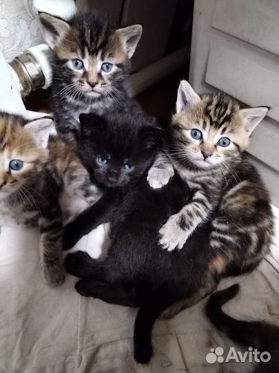 Котята в добрые руки