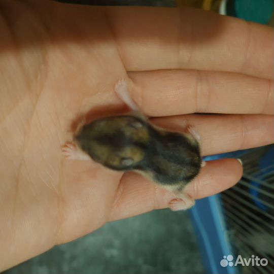 Джунгарский хомяк