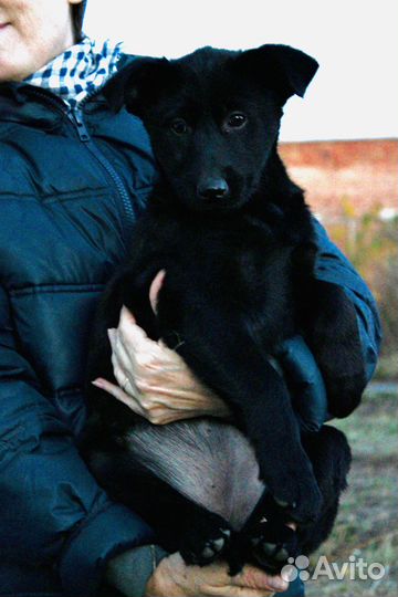 Щенки ищут дом