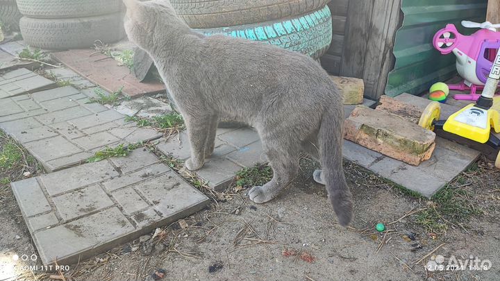 Отдам кошек