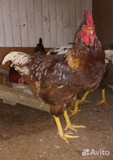 Молодые петухи