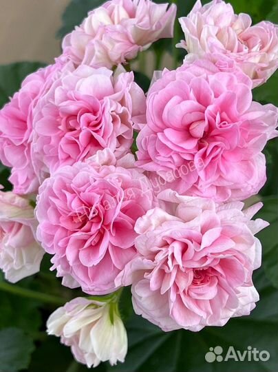 Пеларгония герань юв Баронесса