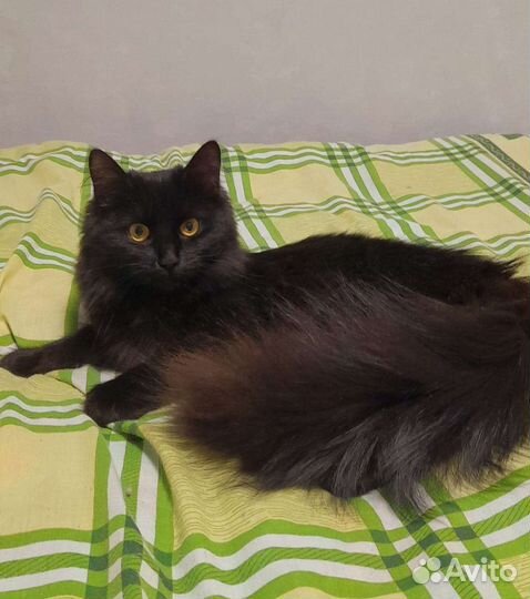 В добрые руки