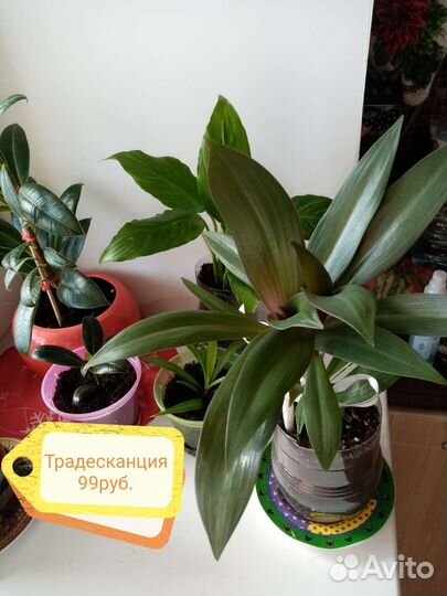 Цветы, лимоны,спатифиллум,фикус