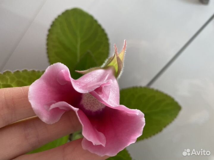 Глоксиния розовая цветущая