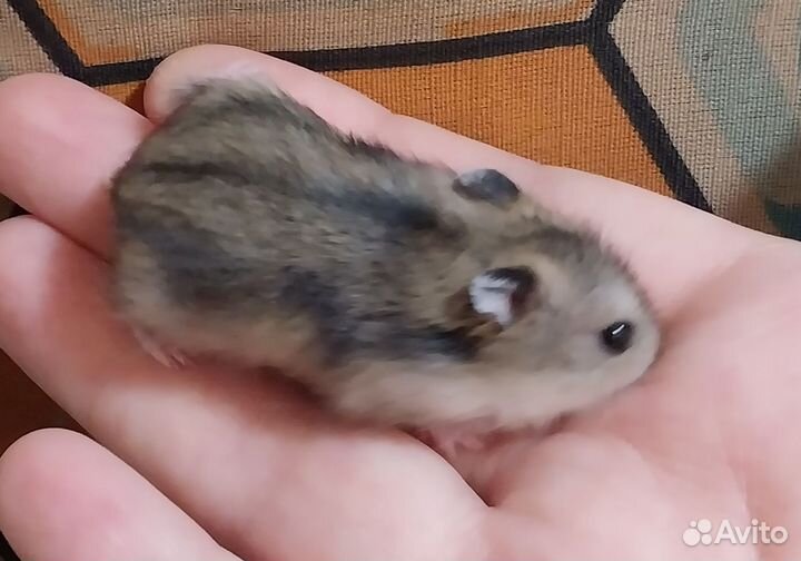 Джунгарский хомяк Бесплатно