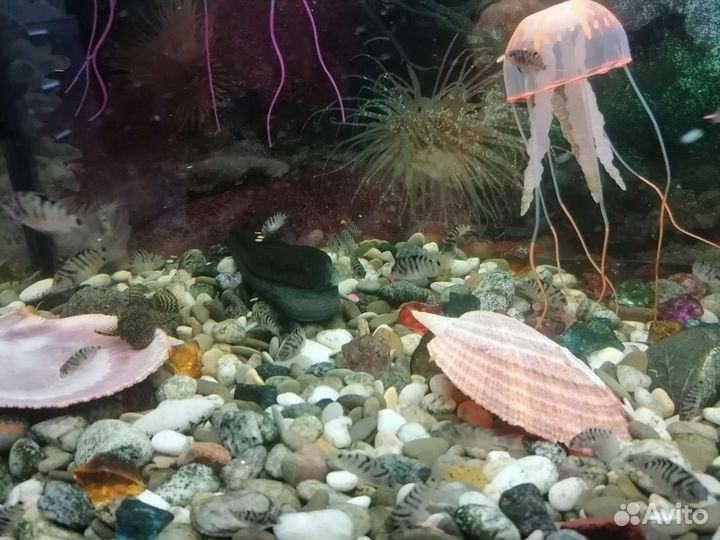 Цихлазома чернополосая