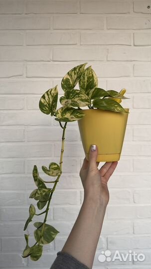 Сциндапсус