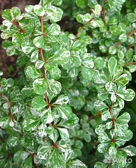 Барбарис Пау Вау