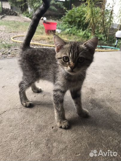 Шотландская