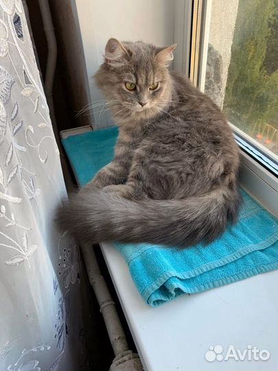 Кошка в добрые руки