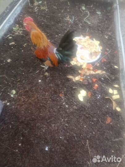 Петушки Алтайская Бентамка