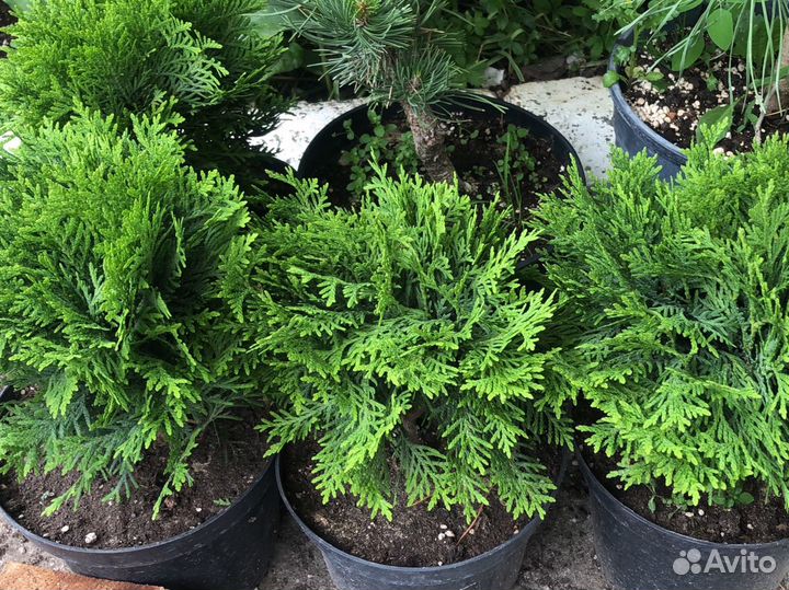 Шаровидные туи