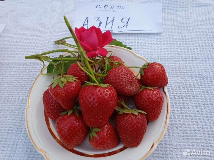 Рассада клубники районированных сортов