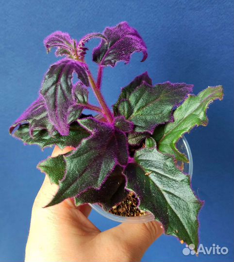 Фиолетовое счастье (Гинура)