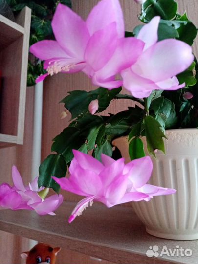 Декабрист шлюмбергера